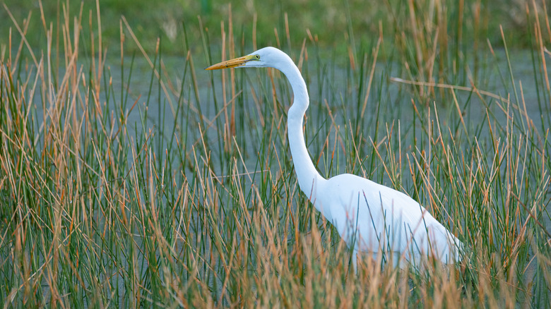 White egret in a coastal swamp