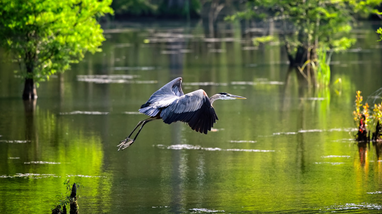 A bird in flight over the water in Heron Bay