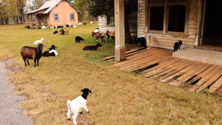 Goats on Jackson Lake Island in Alabama