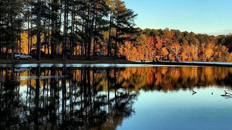 reflection of trees on Walker County Lake