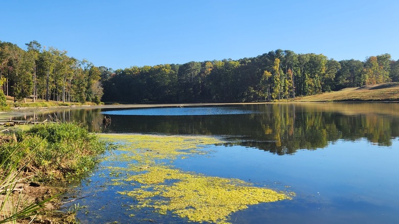 Calm waters of Wheeler Lake surrounded by lush greenery under a blue sky at Joe Wheeler State Park, Alabama