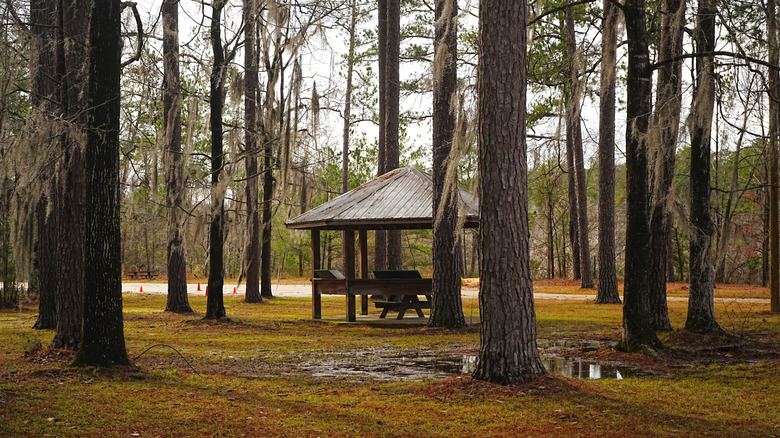 A wooded rest area consisting of a picnic table and covered pavilion at Roland Cooper State Park, Alabama