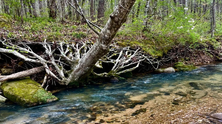 Creek at Cane Creek Canyon Nature Preserve