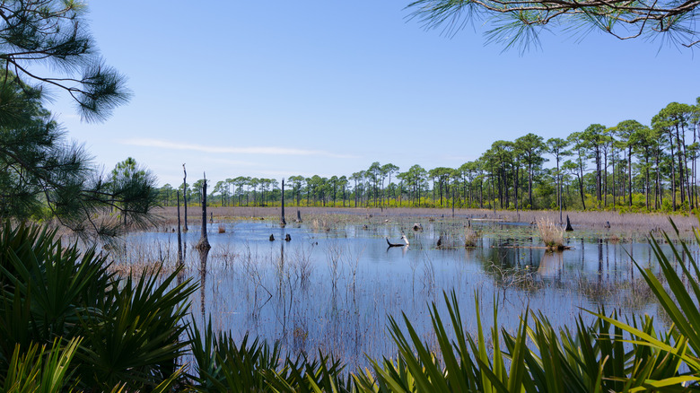 View of a swamp in Bon Secour National Wildlife Refuge with trees surrounding during the day.