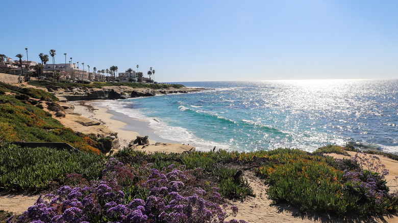 The shores of La Jolla beach in San Diego, California, surrounded by wildflowers and grass