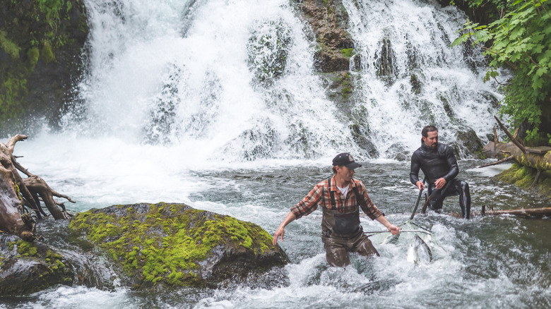 A fisherman kneeling in the water holding a large salmon with red scales in Alaska