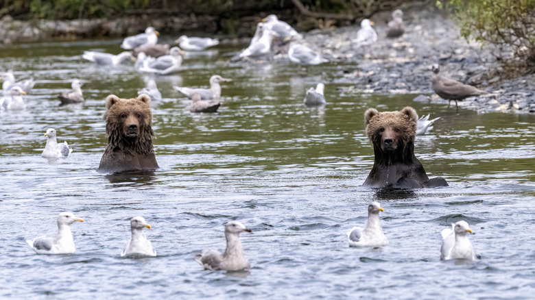 Two Kodiak bear cubs and several seagulls in river