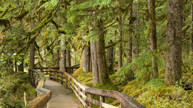 A wooden platform winding through forest