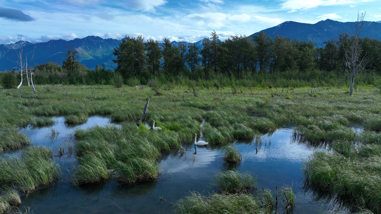 Wildlife on Lake Iliamna with Aleutian mountains