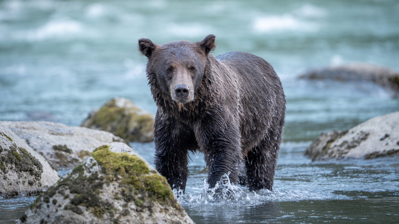 Wet brown bear standing in Yukon River