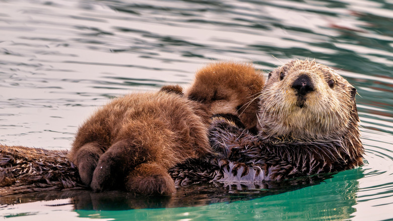 A sea otter with a newborn pup floating on the water