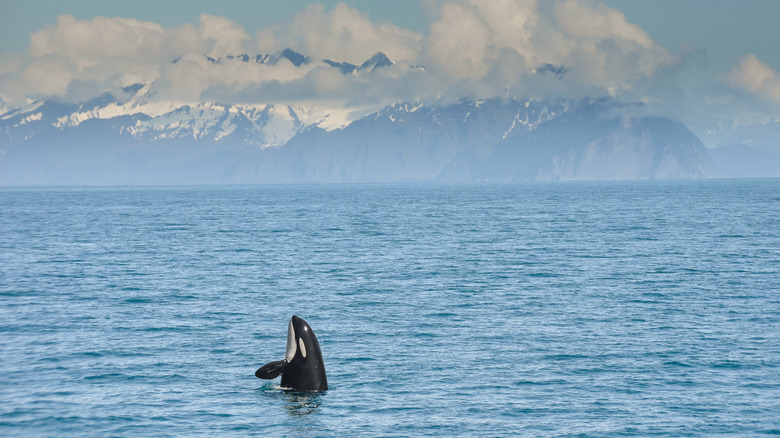 An orca surfacing in Resurrection Bay in Kenai Fjords National Park