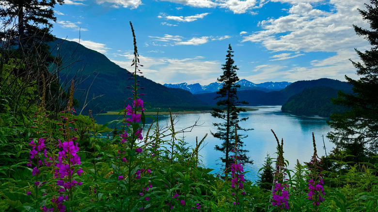 Gorgeous Alaskan wilderness view in Kachemak Bay State Park