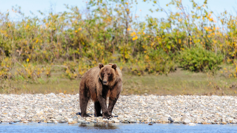 A brown bear on the Noatak River, Alaska