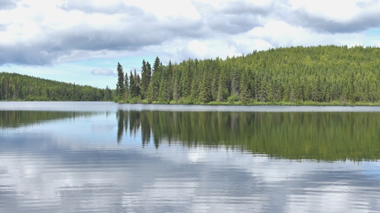 Trees reflecting in the water on a lake