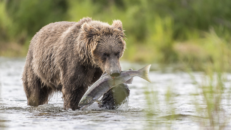 Brown bear with a salmon at Katmai National Park