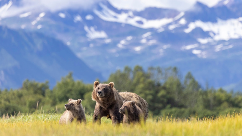 Brown bear with her cubs at Hallo Bay in Katmai National Park