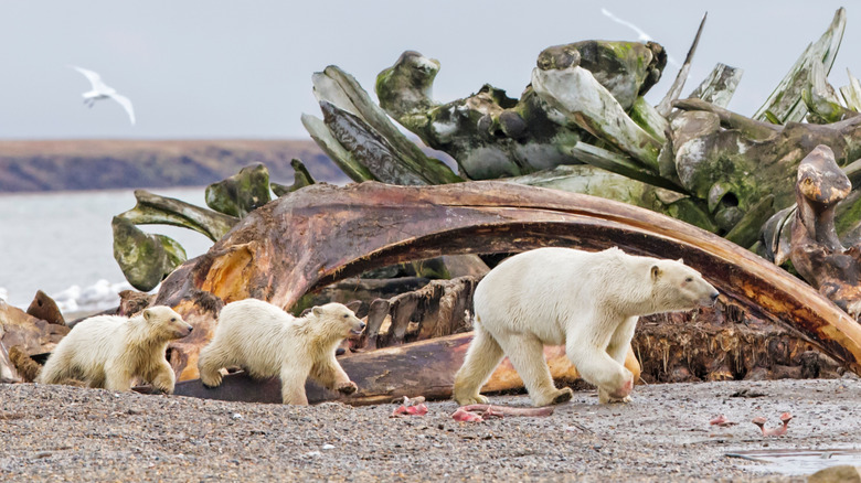 A polar bear mother and cubs investigate a bowhead whale carcass left behind by Inupiat subsistence hunters in Kaktovik, Alaska.
