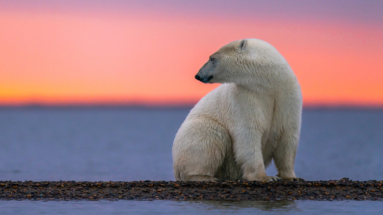 A lone polar bear on the frozen tundra looks off into the distance against the backdrop of a colorful sunset in Kaktovik, Alaska