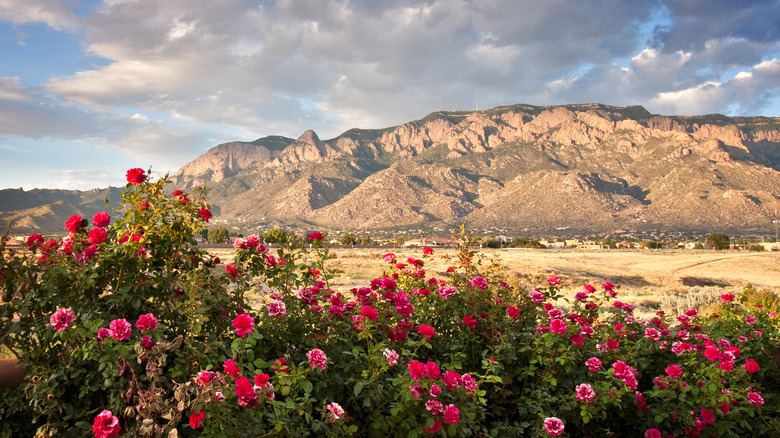 Fuchsia flowers against the desertic landscape of the Sandia Mountains
