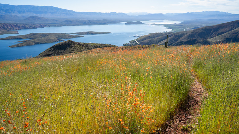 The Arizona Trail leads through abundant wildflowers above Roosevelt Lake