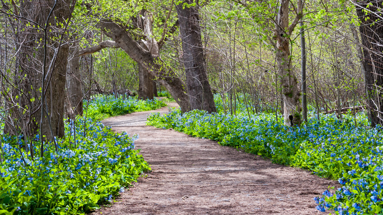 Virginia Bluebell wildflowers along the Potomac Heritage Trail