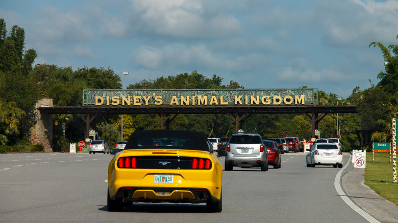 Cars driving into Animal Kingdom