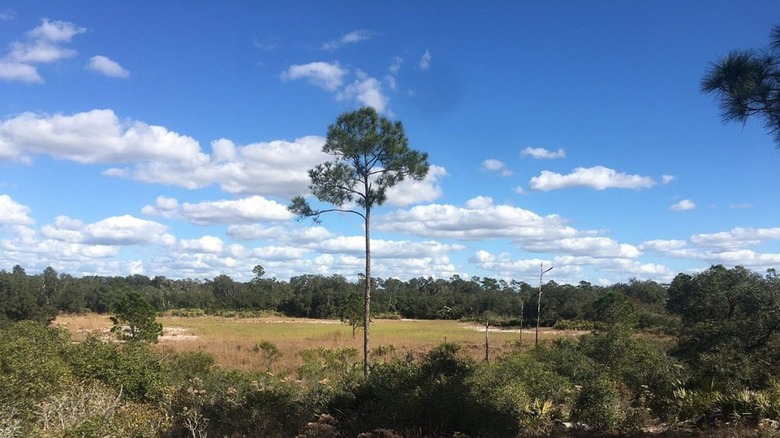A view of the landscape at Catfish Creek Preserve