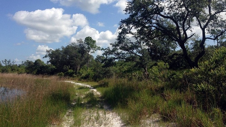 A soft white sand trail within Catfish Creek Preserve