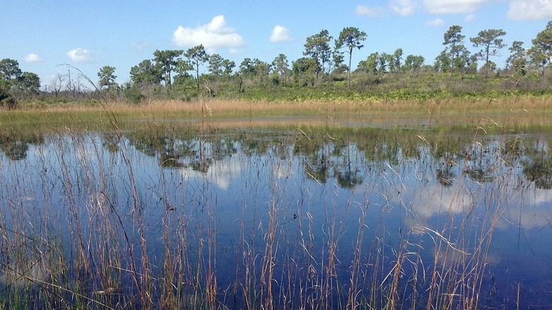 One of the lakes within Catfish Creek Preserve