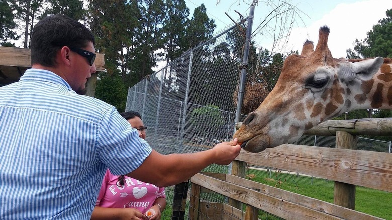 A man feeds a giraffe across a fence