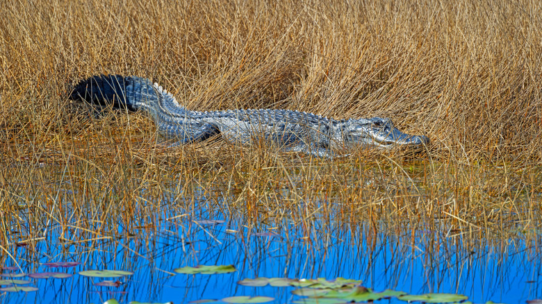An alligator at St. Marks National Wildlife Refuge