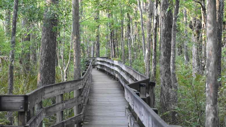 Wooden boardwalk going through the woods