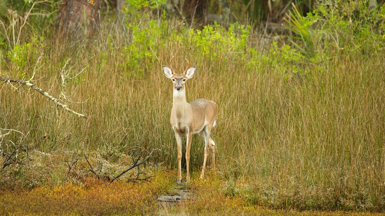 A deer stands in foliage