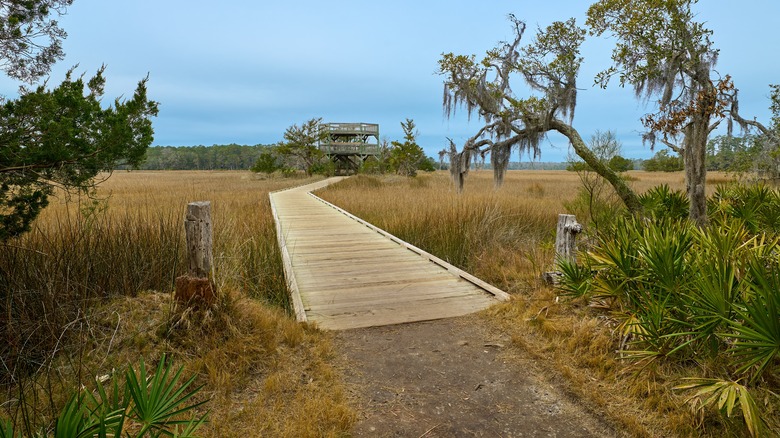 Boardwalk leading to observation tower