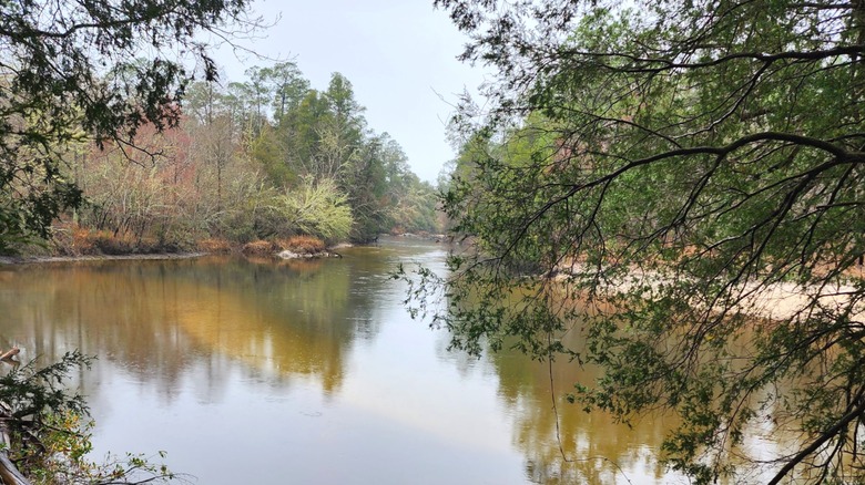 A view of the Perdido River through the trees at the Perdido River Wildlife Management Area