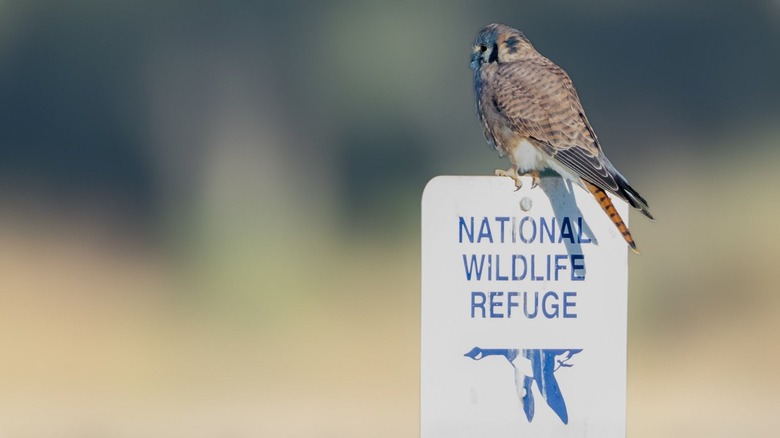 American kestrel on a wildlife refuge sign at Valle de Oro