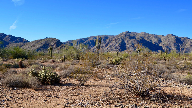 Desert landscape at White Tank Mountain Regional Park