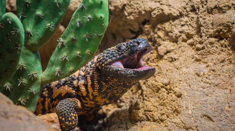 A gila monster opens its mouth next to a cactus plant in the desert