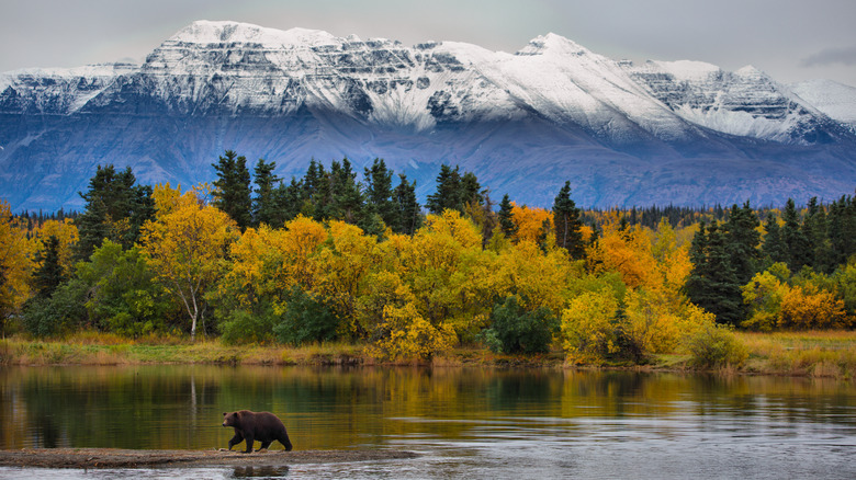 You can find bears in Alaska but not snakes
