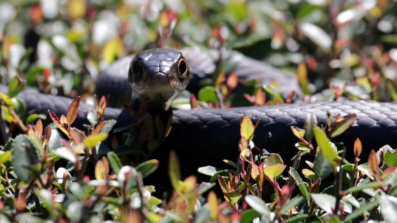 Black Racer snake