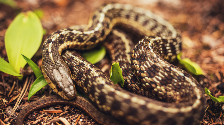 Garter snake
