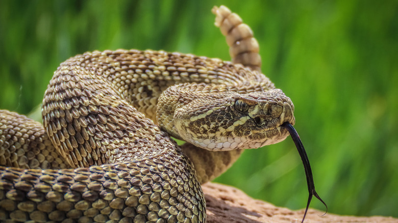 A prairie rattlesnake coiled with its tongue extended and its rattle in view