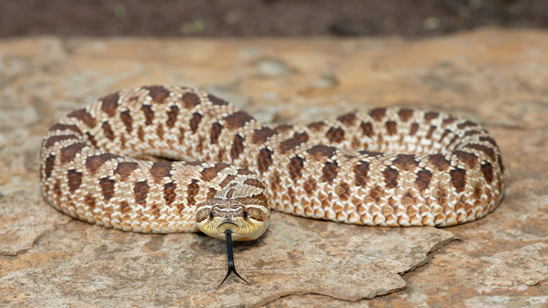 A Plains hognose snake on a rock