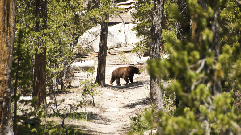 bear up ahead on the trail