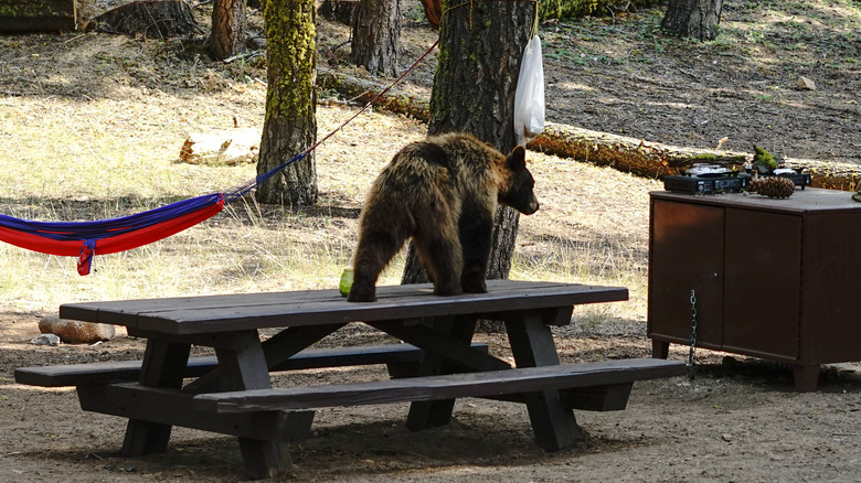 A bear on a picnic table campsite trying to reach food bag