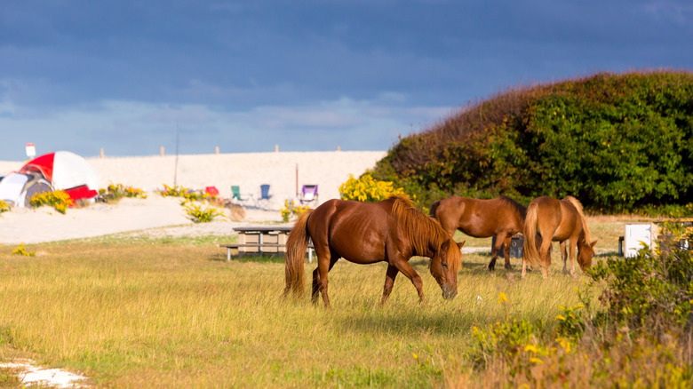 Wild horses grazing in Assateague Island National Seashore in Maryland