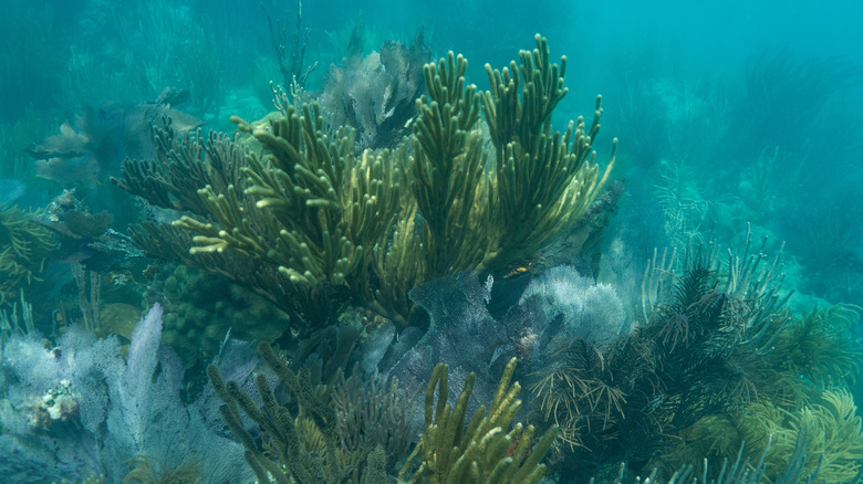 Coral reef seascape in Biscayne National Park off coast of Miami, Florida with coral and sea sponge