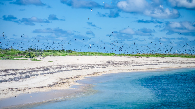 Sooty terns and brown noddies nest at Bush key in Dry Tortugas national Park.