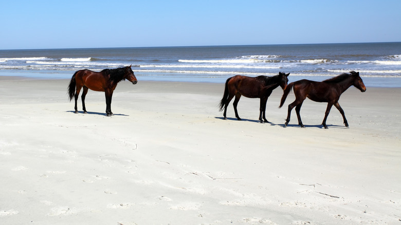 Wild horses on the beach on Cumberland island, Georgia.